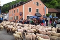 Lammauftrieb