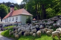Gottesdienst Schafe