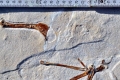 13. Archaeopteryx